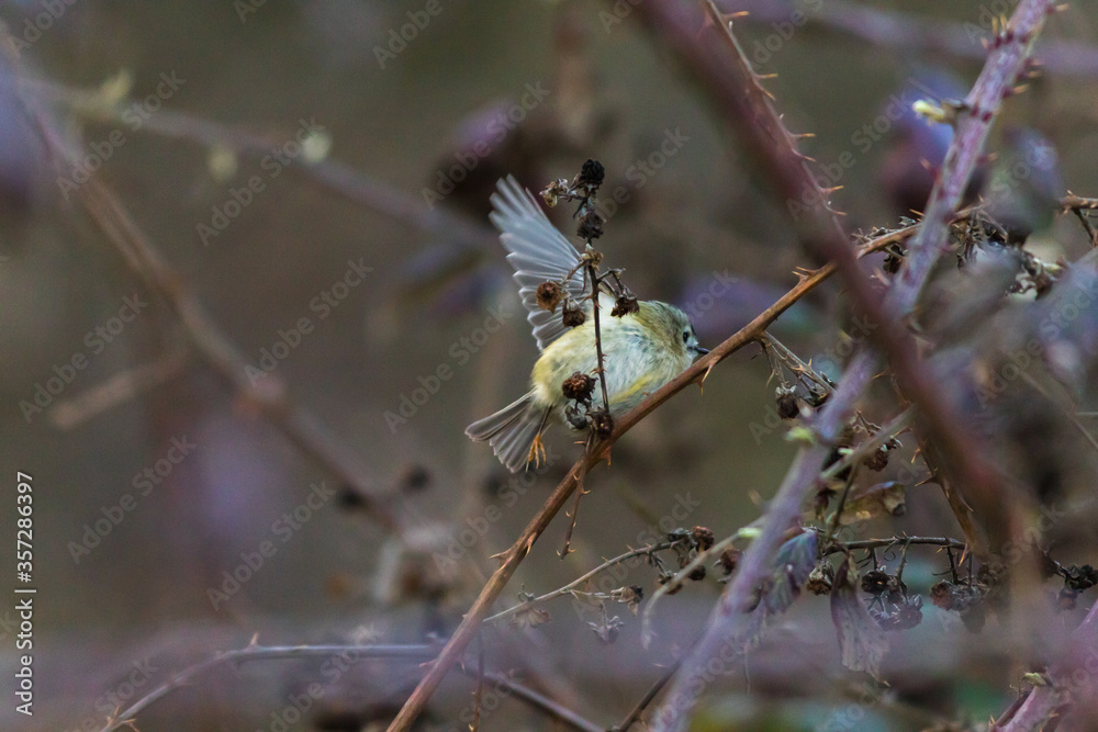 Goldcrest (Regulus regulus)