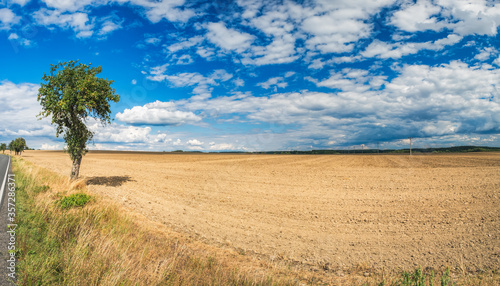 Agriculture and typical natural farmland landscape: yellow agricultural field and lonely apple tree by road. Daytime panoramic countryside view under blue cloudy sky in Bohemia, Czech Republic, Europe