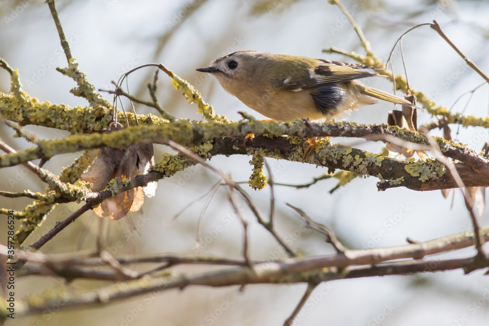 Goldcrest (Regulus regulus)