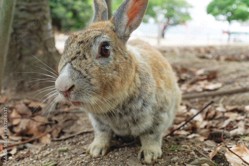 大久野島のうさぎ 大久野島のうさぎ