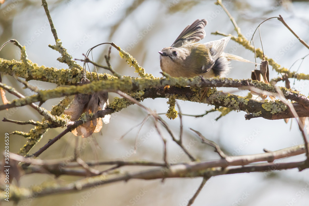 Goldcrest (Regulus regulus)
