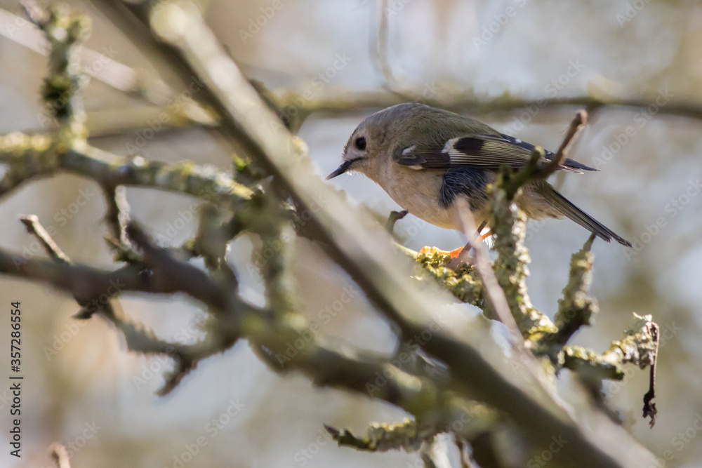 Goldcrest (Regulus regulus)