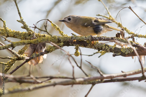 Obraz na płótnie Goldcrest (Regulus regulus) w salonie