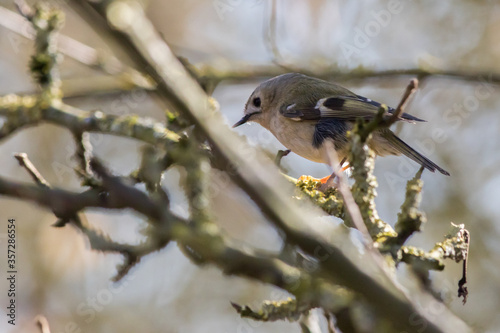 Obraz na płótnie Goldcrest (Regulus regulus) w salonie