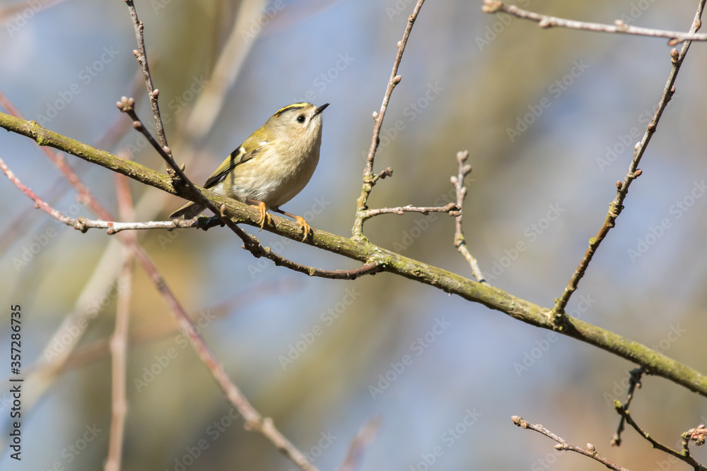 Goldcrest (Regulus regulus)
