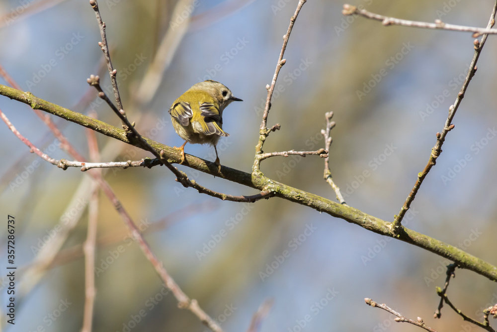 Goldcrest (Regulus regulus)