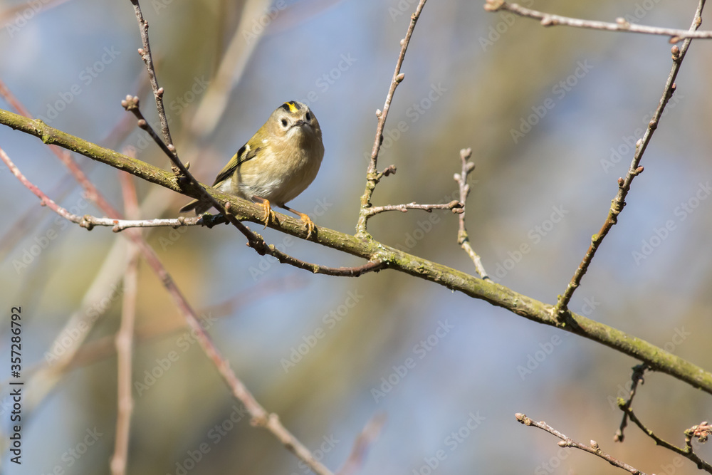 Goldcrest (Regulus regulus)
