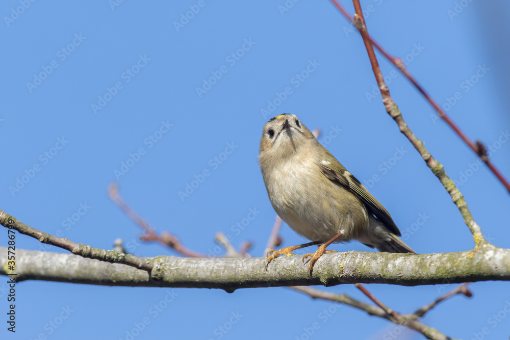 Goldcrest (Regulus regulus)