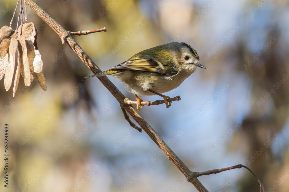 Goldcrest (Regulus regulus)