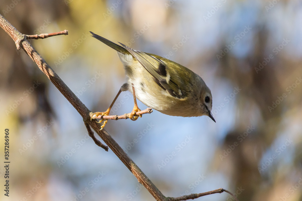 Goldcrest (Regulus regulus)