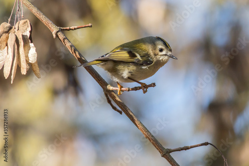 Obraz na płótnie Goldcrest (Regulus regulus) w salonie