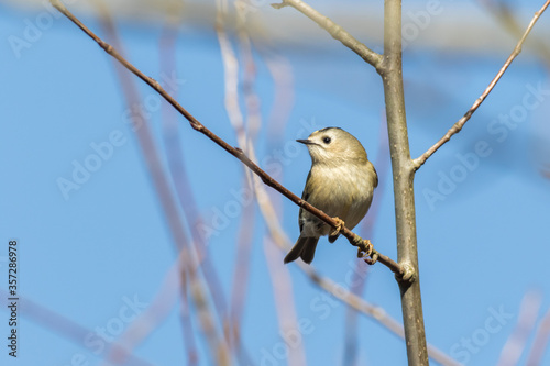 Goldcrest (Regulus regulus)