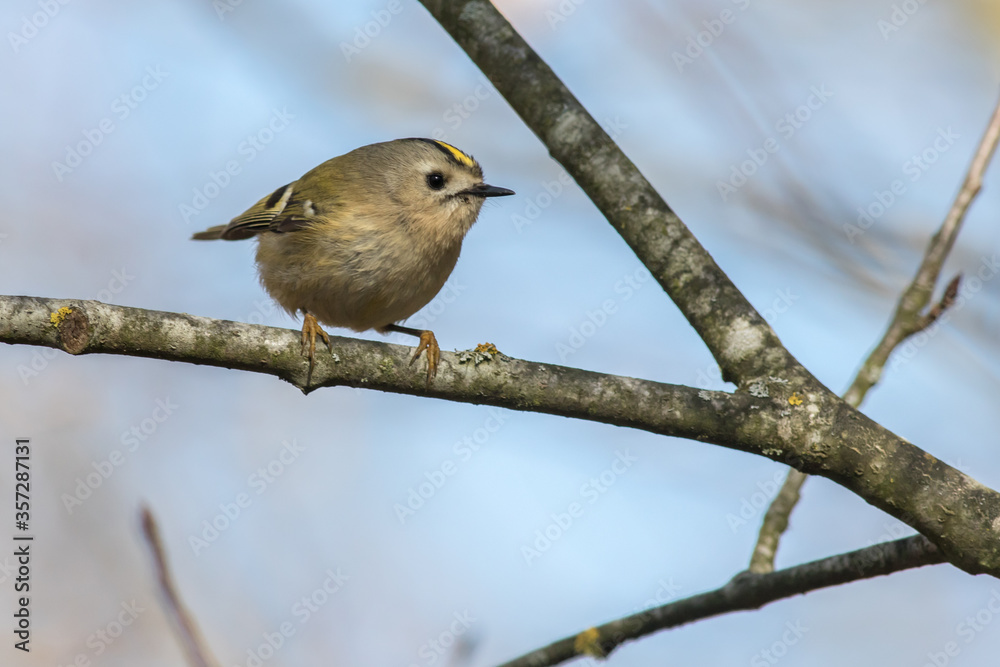 Goldcrest (Regulus regulus)