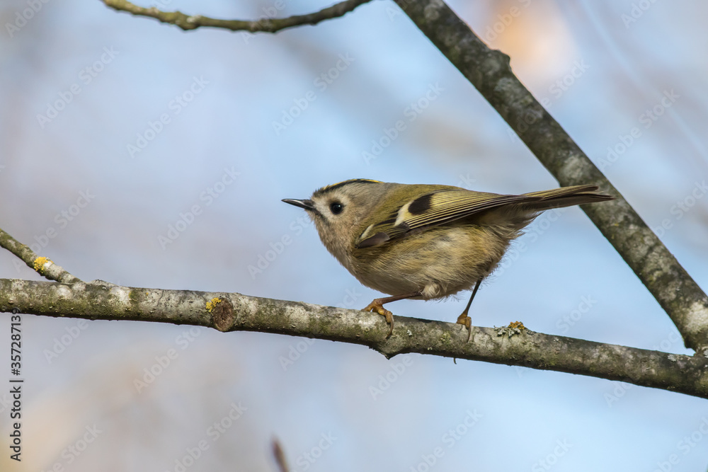 Goldcrest (Regulus regulus)