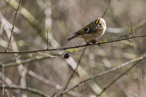 Obraz na płótnie Goldcrest (Regulus regulus) w salonie