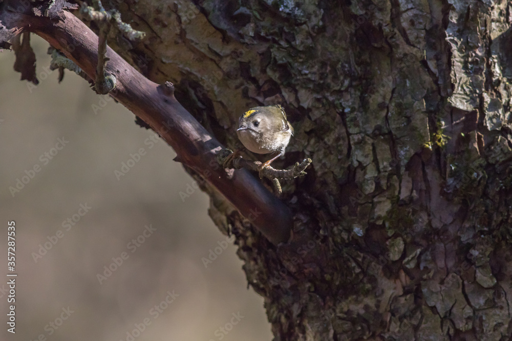 Goldcrest (Regulus regulus)
