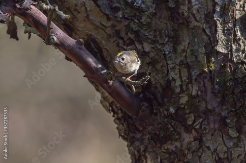 Obraz na płótnie Goldcrest (Regulus regulus) w salonie