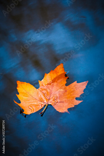 Maple leaf floating in still lake