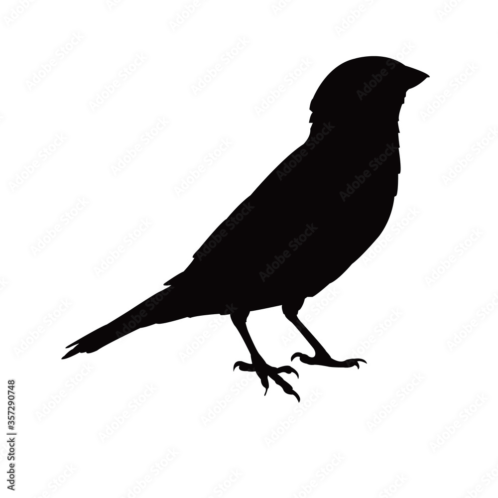 Fototapeta premium a sparrow body silhouette vector