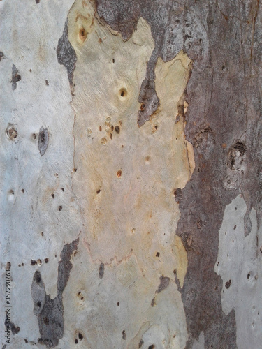 texture of the bark of a tree