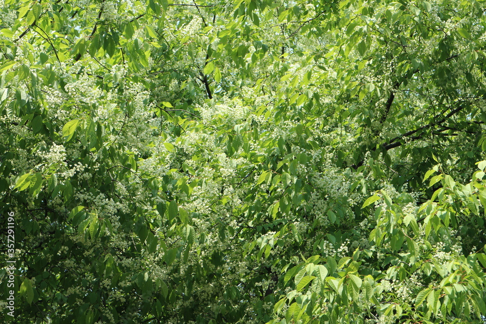 Forest of dense white flowers.
Forest of dense white flowers.