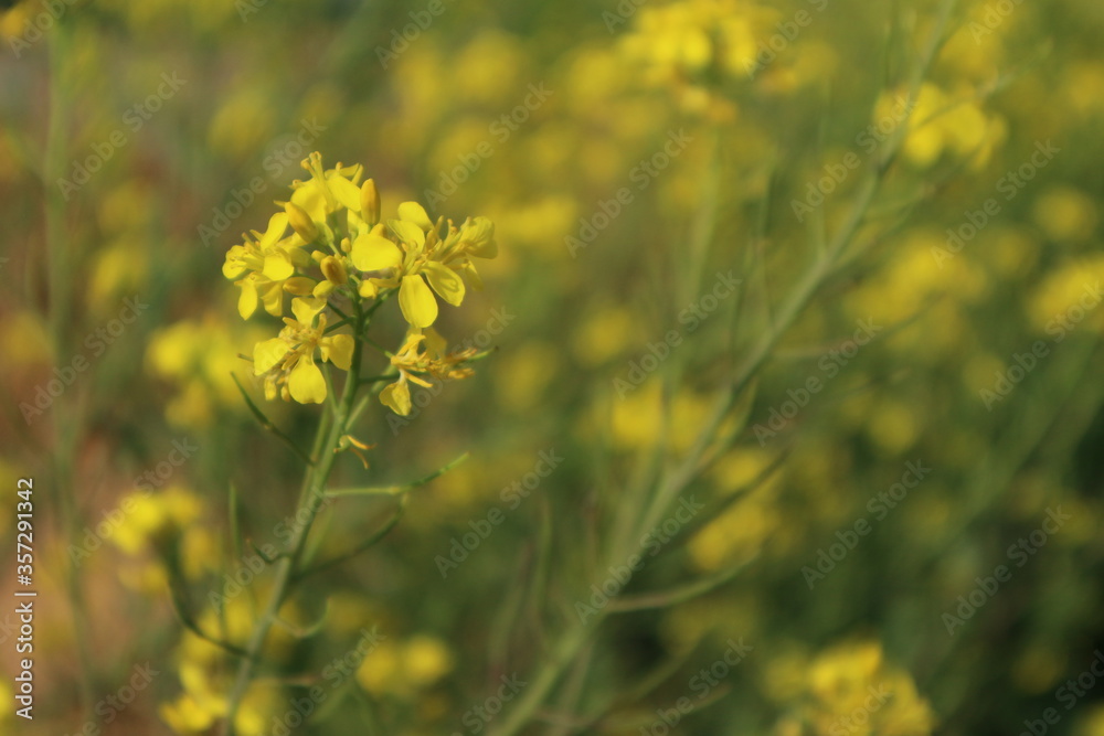 Canola flowers marking spring.
