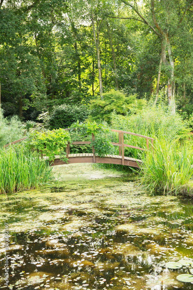 Wooden footbridge over pond