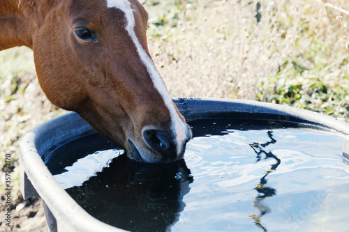 Fototapeta Naklejka Na Ścianę i Meble -  Horse close up drinking water from trough, thirsty animal hydration concept.