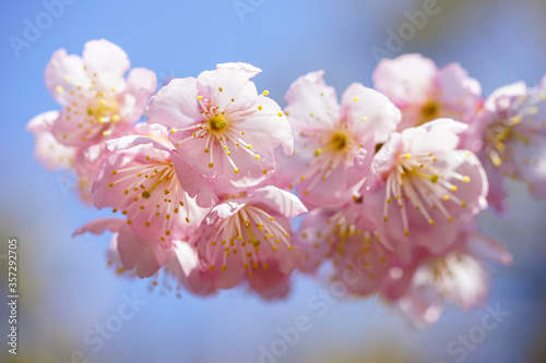 京都百万遍知恩寺の富士桜