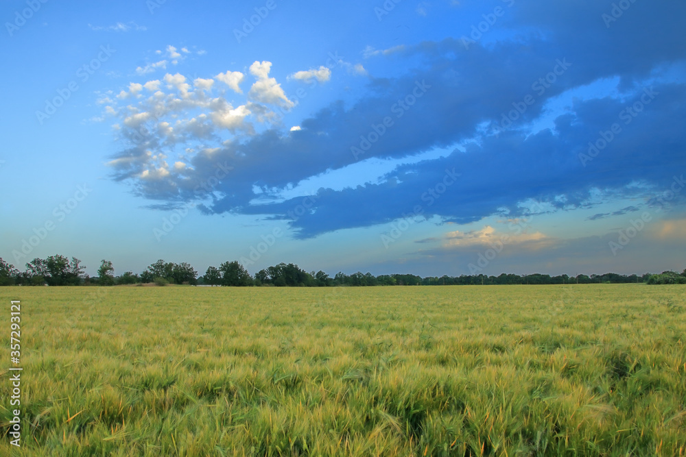 Beautiful evening sky over a wheat field.