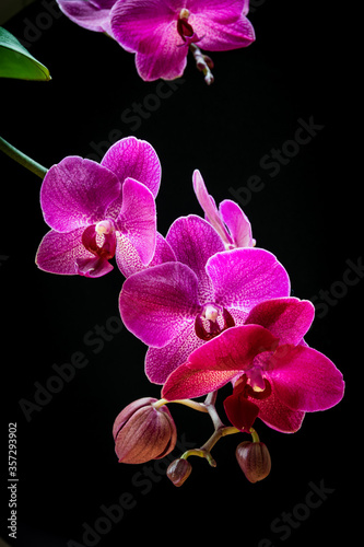 Close-up on beautiful magenta flowers of a moth orchid  Phalaenopsis orchid  on a black background. Exotic trendy houseplant detail against black backdrop.