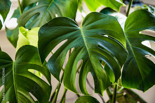 Big green leaves of a Swiss cheese plant aka monstera deliciosa indoors. photo
