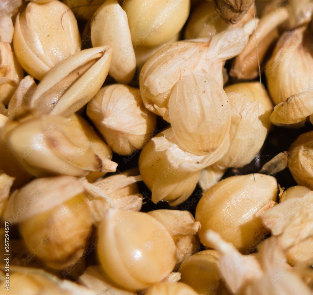 close up of seeds