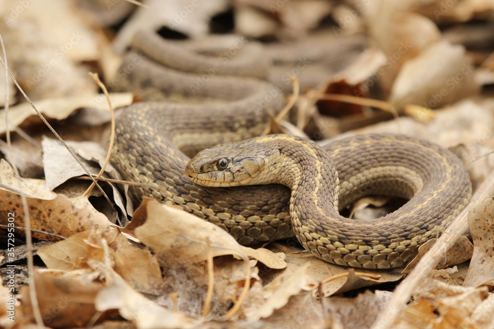 Fototapeta premium garter snake coiled up in leaf litter