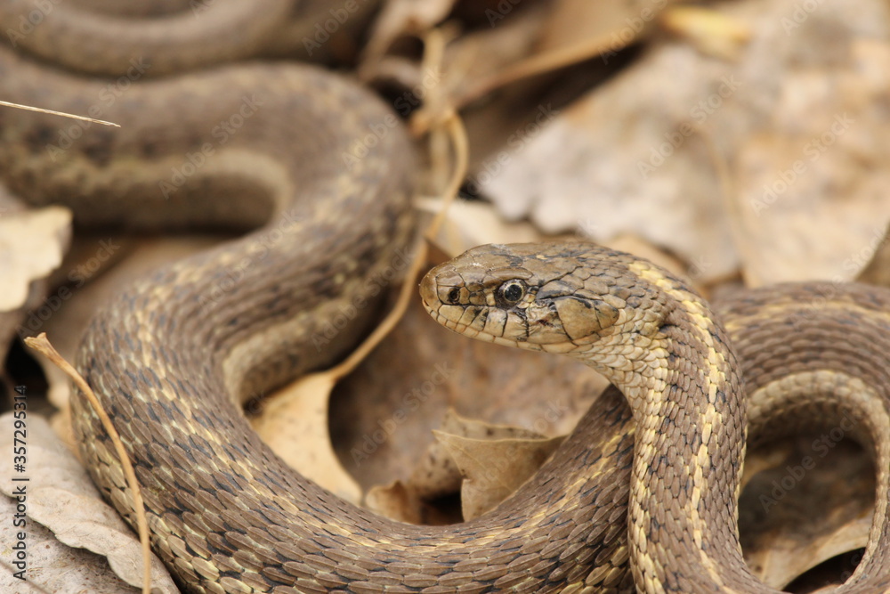 garter snake coiled up in leaf litter garter snake coiled up in leaf litter