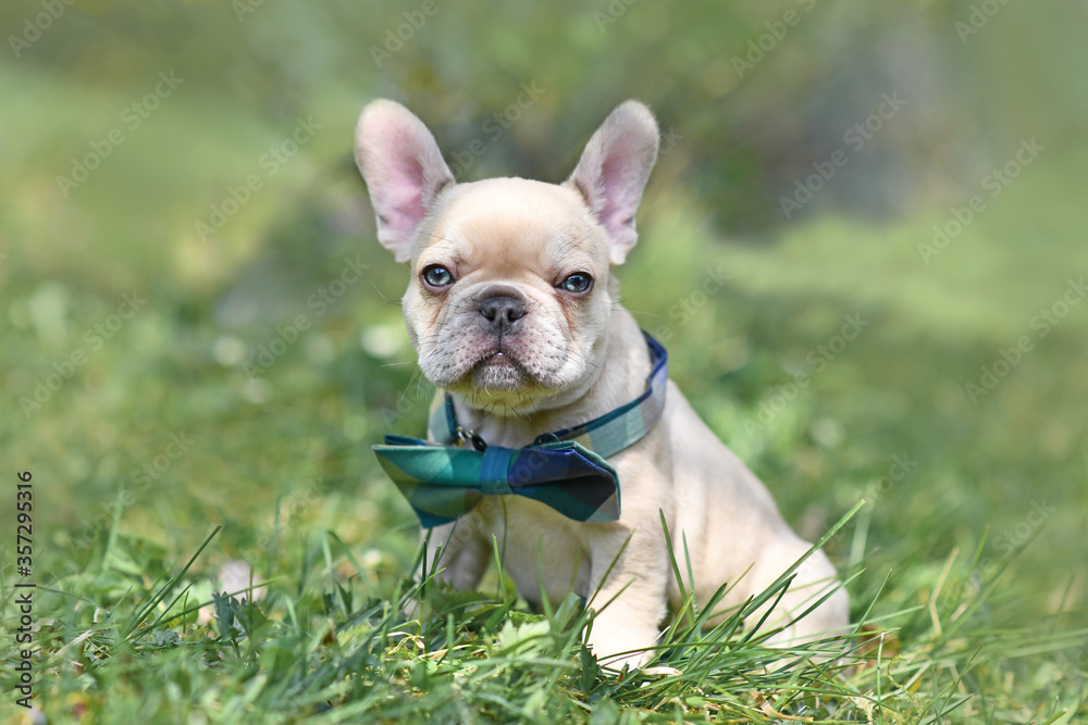 Lilac cream colored French Bulldog dog puppy with light blue eyes wearing a bow tie in grass
