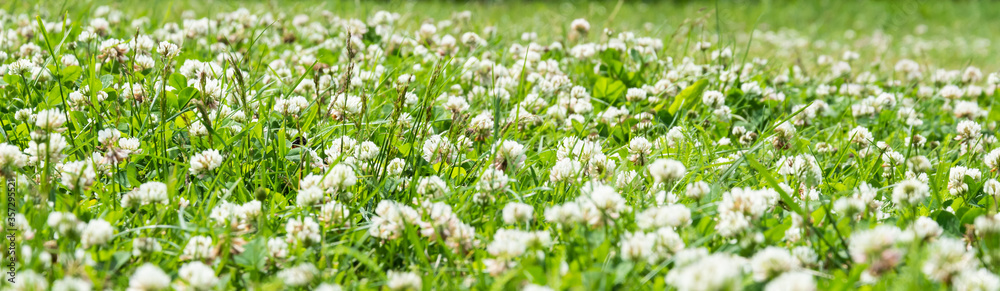 Clover Field. white Flowering clover Trifolium pratense repens. Lawn with white trefoil flowers and green grass. Fresh summer or spring background  in meadow