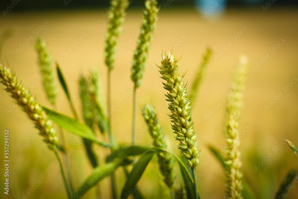 Close up of wheat stalks outdoors