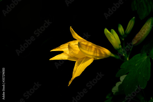 yellow day lily flower on black background