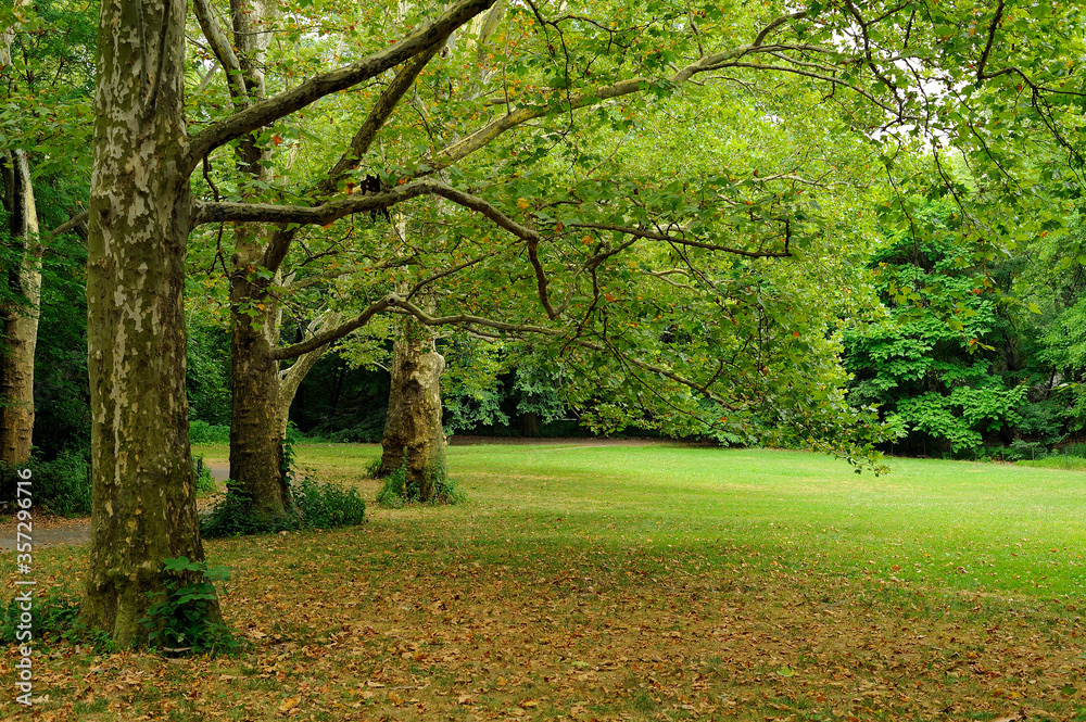 Naklejka premium Park