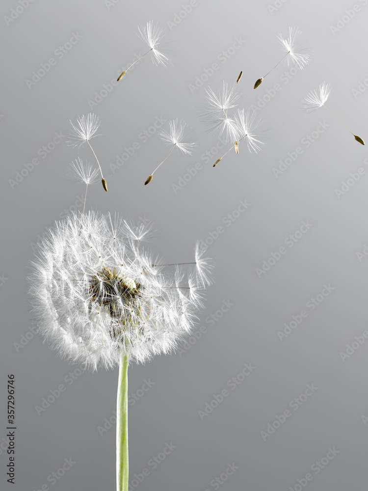 Close up of dandelion plant blowing in wind Stock Photo Adobe Stock