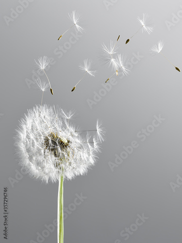 Fototapeta Naklejka Na Ścianę i Meble -  Close up of dandelion plant blowing in wind