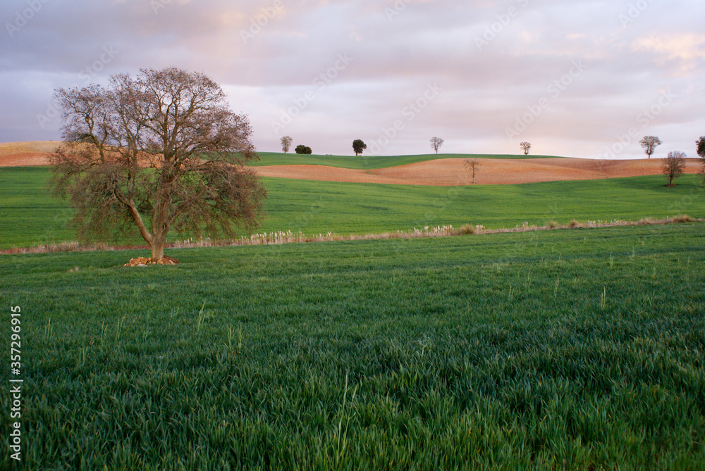 Green landscape hills with meadows with lonely trees with blue sky on a sunset Green landscape hills with meadows with lonely trees with blue sky on a sunset