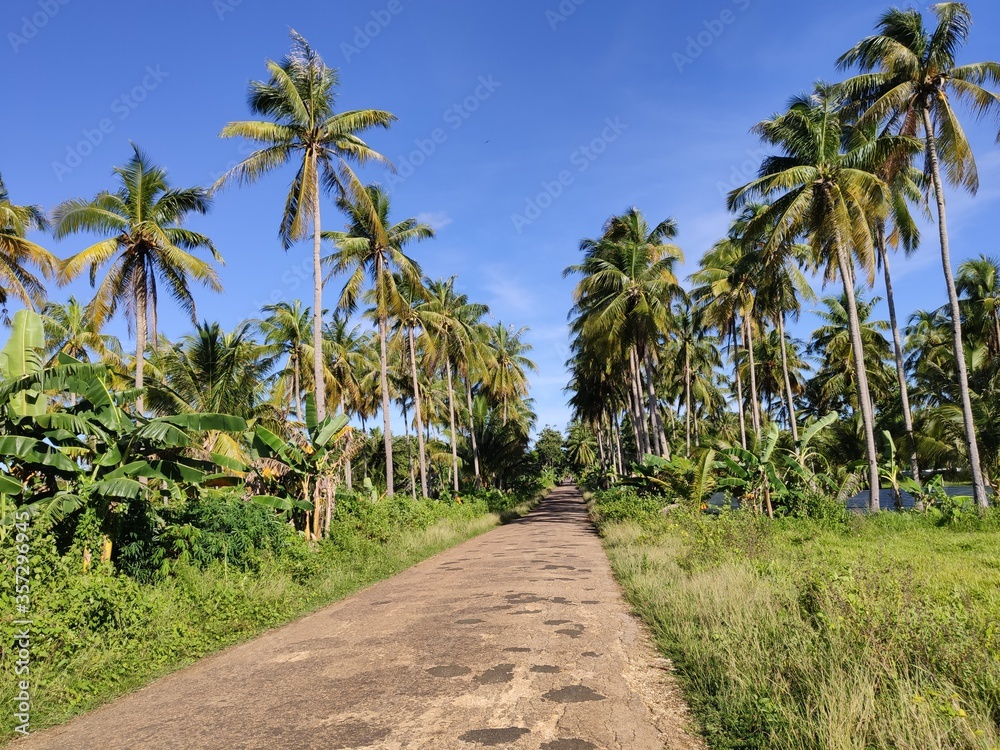 Road through palm trees on Siquijor Island, Philippines
