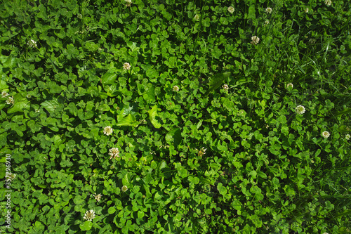 Green clover lawn texture background