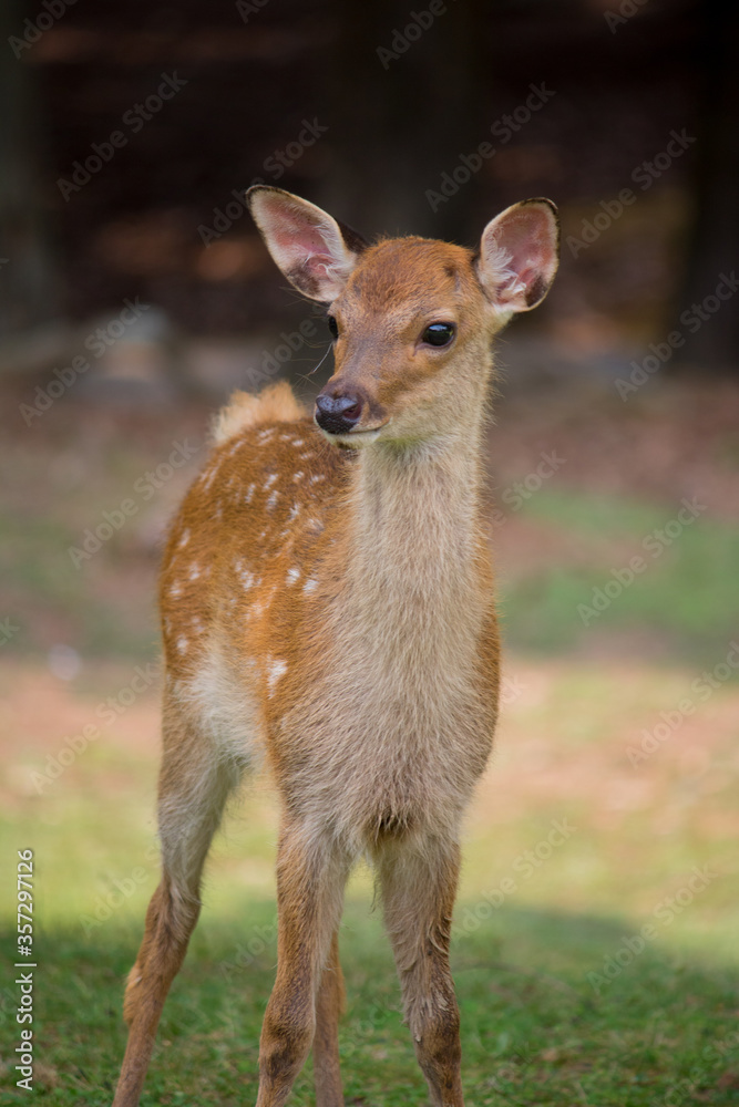 Wild deer in Nara Park in Japan. Deer are symbol of Nara's greatest tourist attraction. 