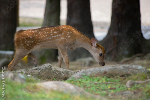 Fototapeta Naklejka Na Ścianę i Meble -  Wild deer in Nara Park in Japan. Deer are symbol of Nara's greatest tourist attraction. 