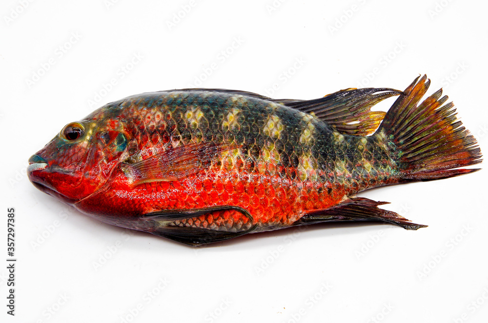 Fototapeta premium Fresh wild small colorful tilapia