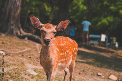 Wild deer in Nara Park in Japan. Deer are symbol of Nara's greatest tourist attraction. 