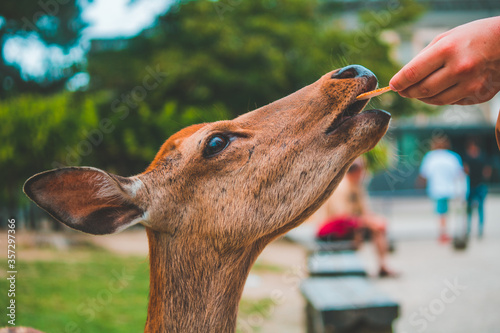 Wild deer in Nara Park in Japan. Deer are symbol of Nara's greatest tourist attraction. 